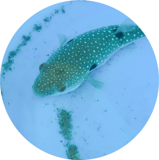 魚